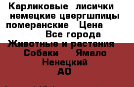 Карликовые “лисички“  немецкие цвергшпицы/померанские › Цена ­ 35 000 - Все города Животные и растения » Собаки   . Ямало-Ненецкий АО